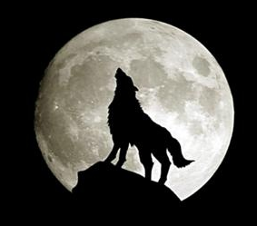A Fox with moon