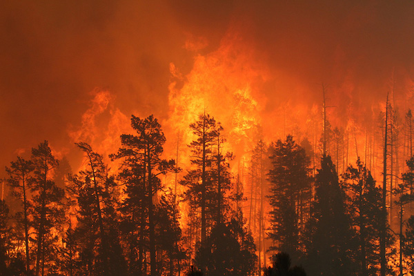 Forest with fire