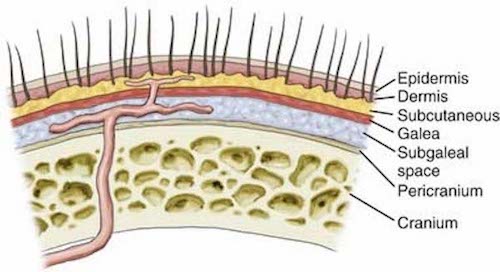 The diagram of the scalp anatomy