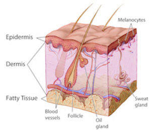 What are the types of skin biopsies – The PRP Survival Guide