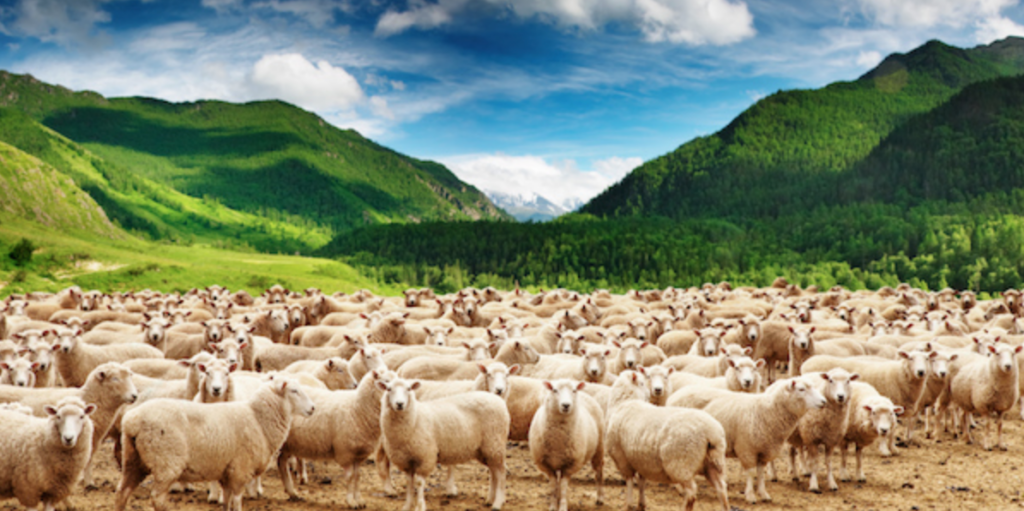 Sheep on field