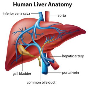 Diagram of human liver anatomy with labels.