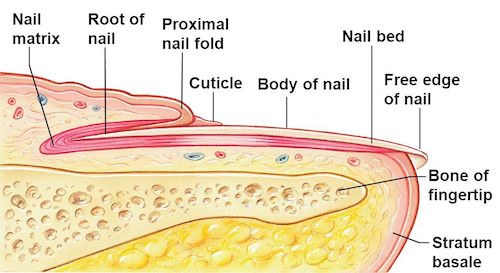 Fingernail Care - PRP Alliance