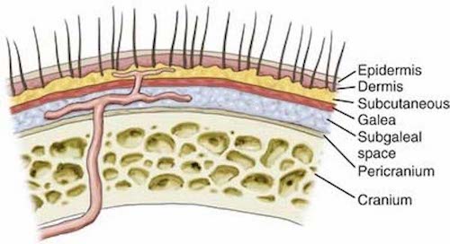 Cross-section diagram of scalp layers.