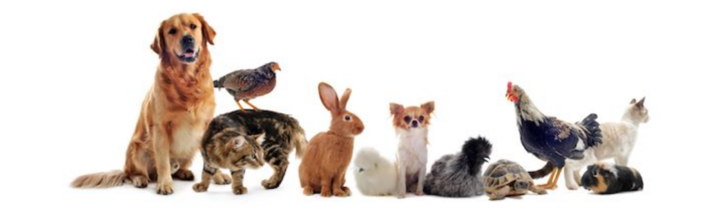 Various animals including dog, rabbit, and rooster.