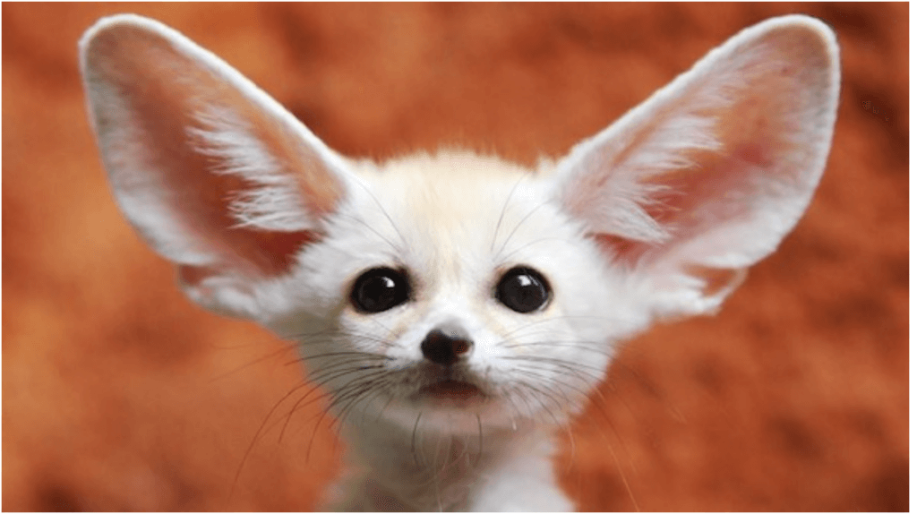 Fennec fox with large ears, close-up.